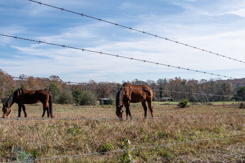 Wire Fencing for Livestock